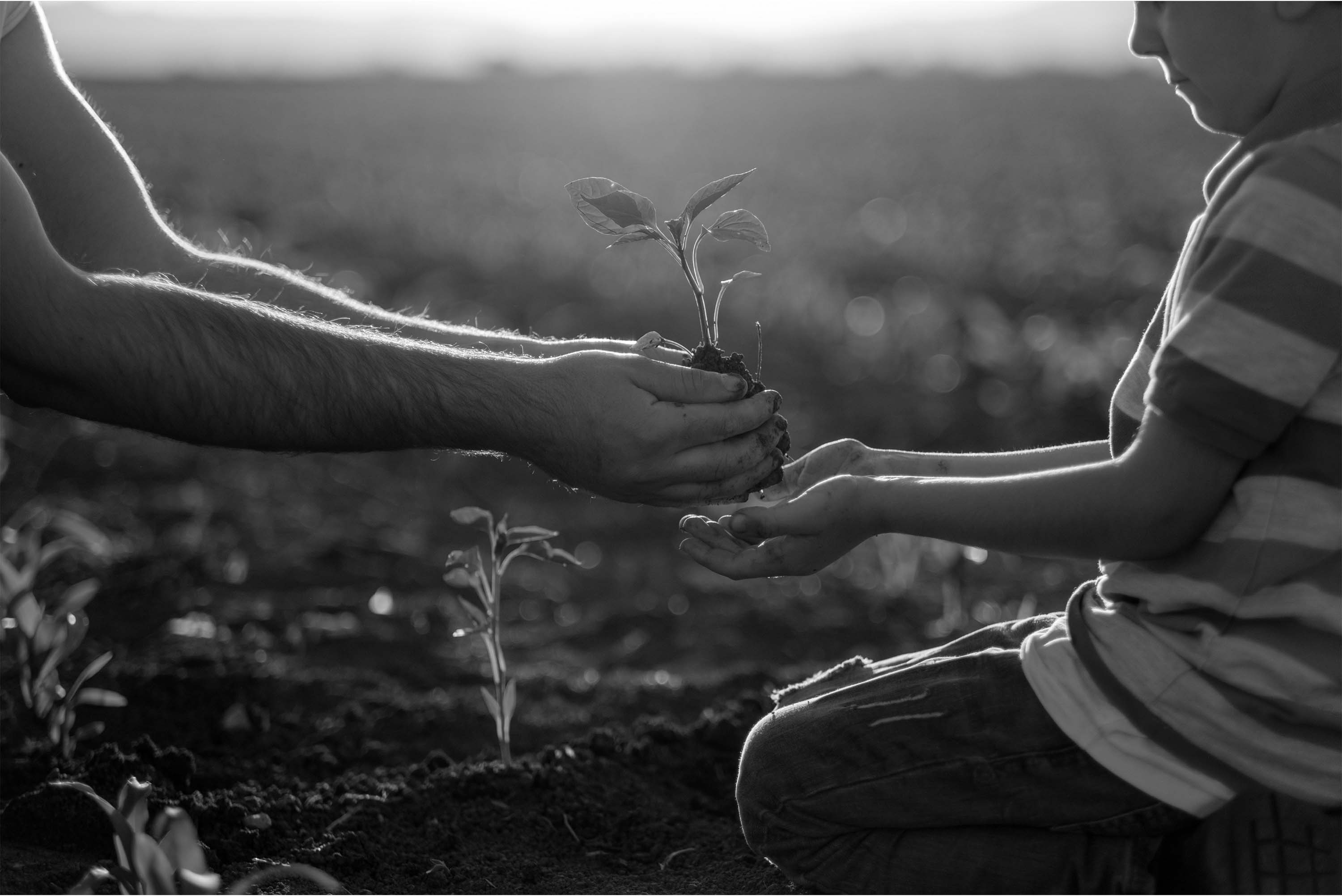 black and white image of one person passing a plant to a child